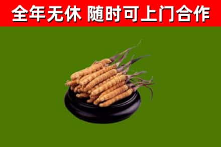 威海回收冬虫夏草