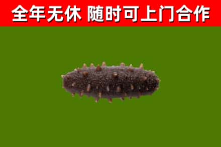 威海回收海参干